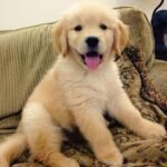 Golden Retriever Puppies for sale