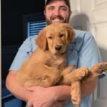 Golden Retriever Puppies for sale