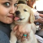 Golden Retriever Puppies for sale
