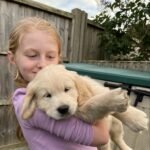 Golden Retriever Puppies for sale