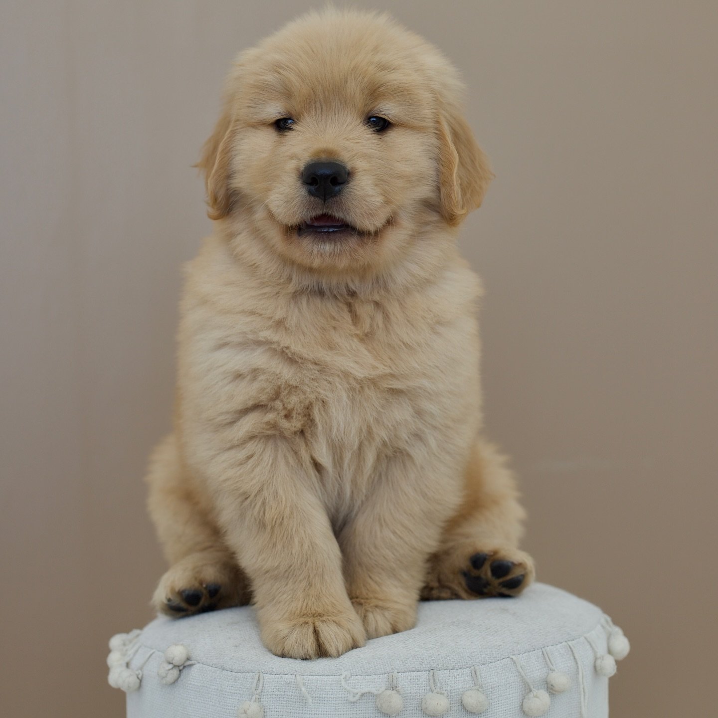 Golden retriever puppies for sale