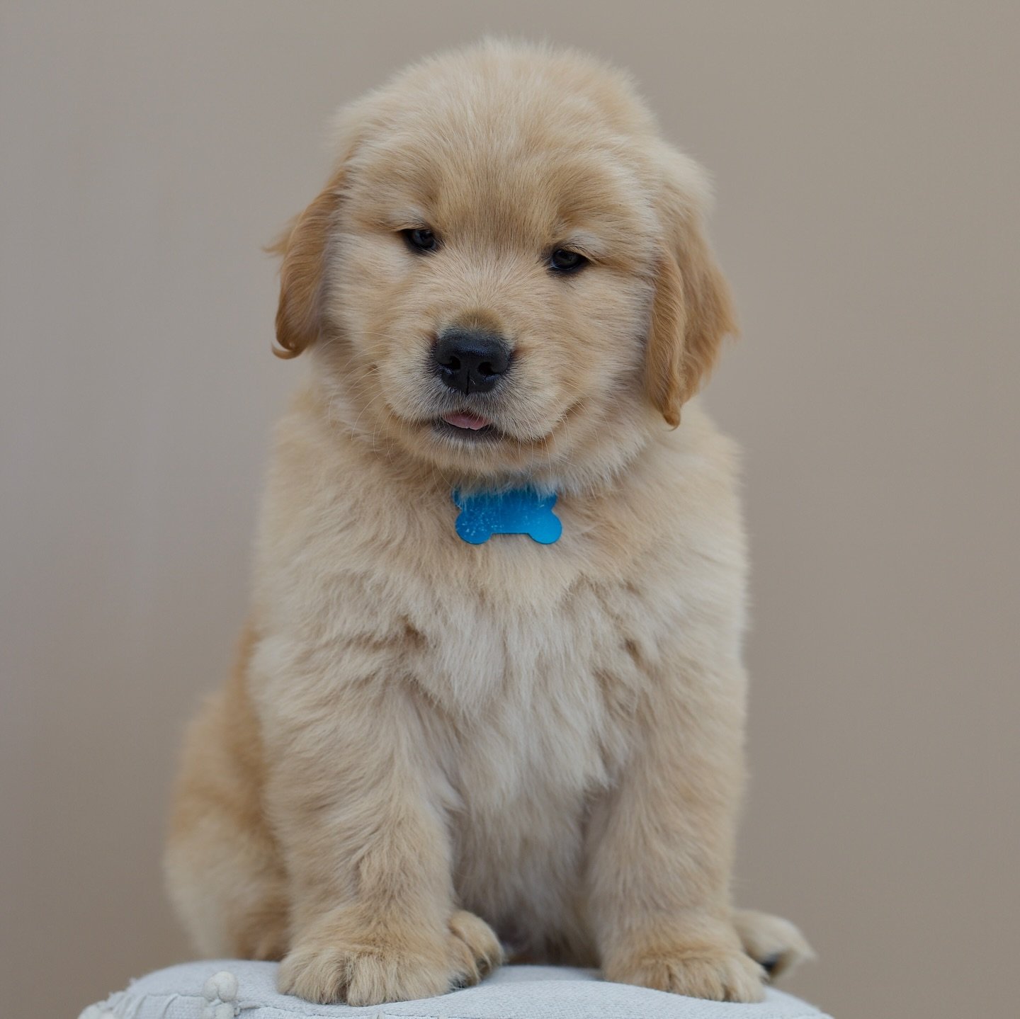 Golden retriever puppies for sale