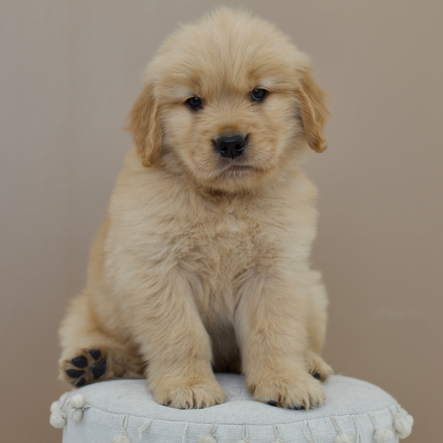 Golden retriever puppies for sale