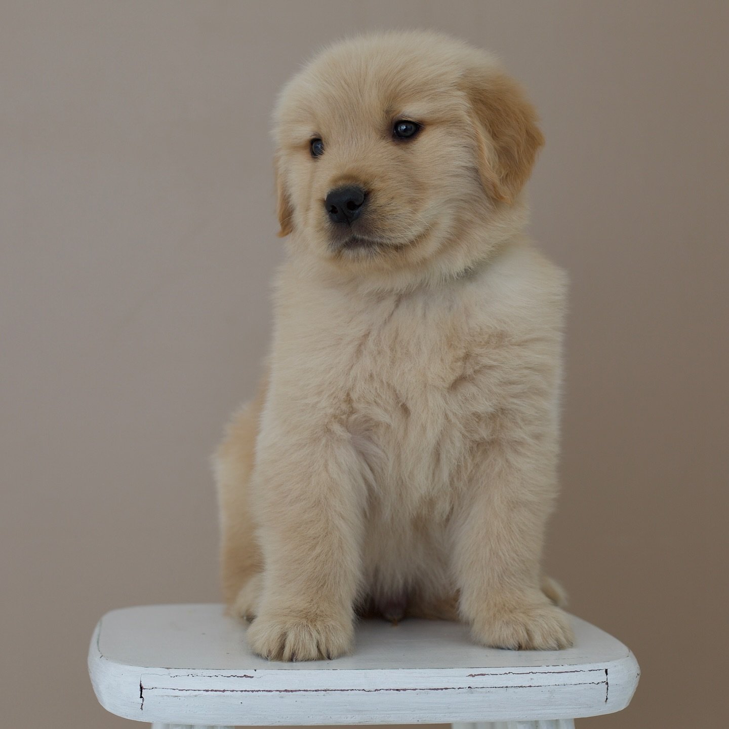 Golden retriever puppies for sale