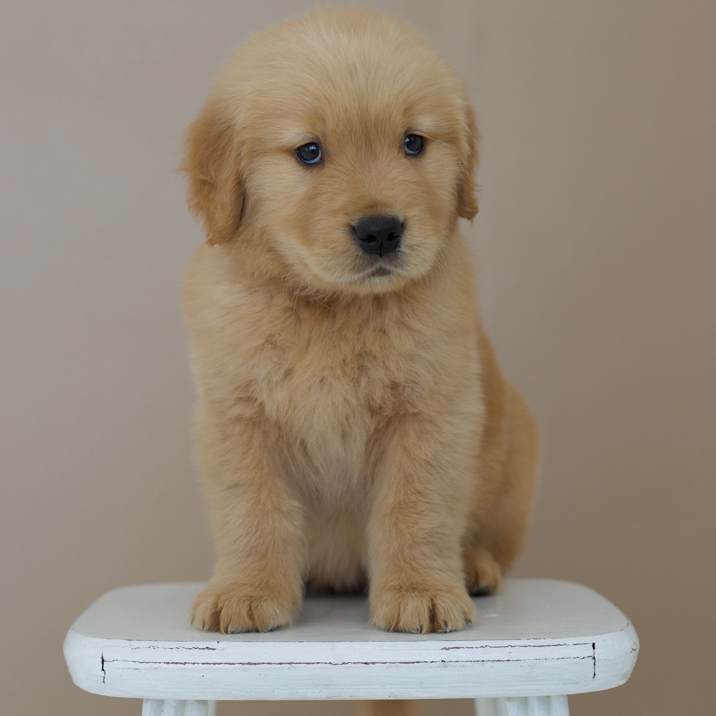 Golden retriever puppies for sale